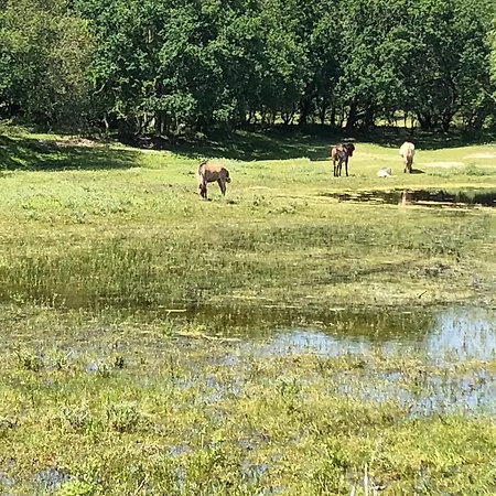 Gluecklich Am Meerblick Mit Wellnesszugang Egmond aan Zee